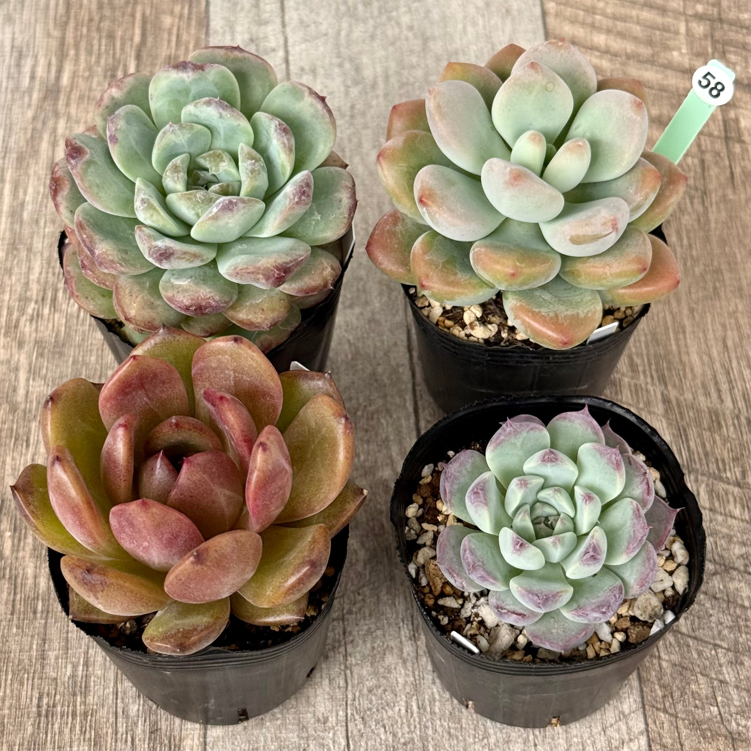 6-seedling set (Chanhee Farm) [Tawawa House seedlings]