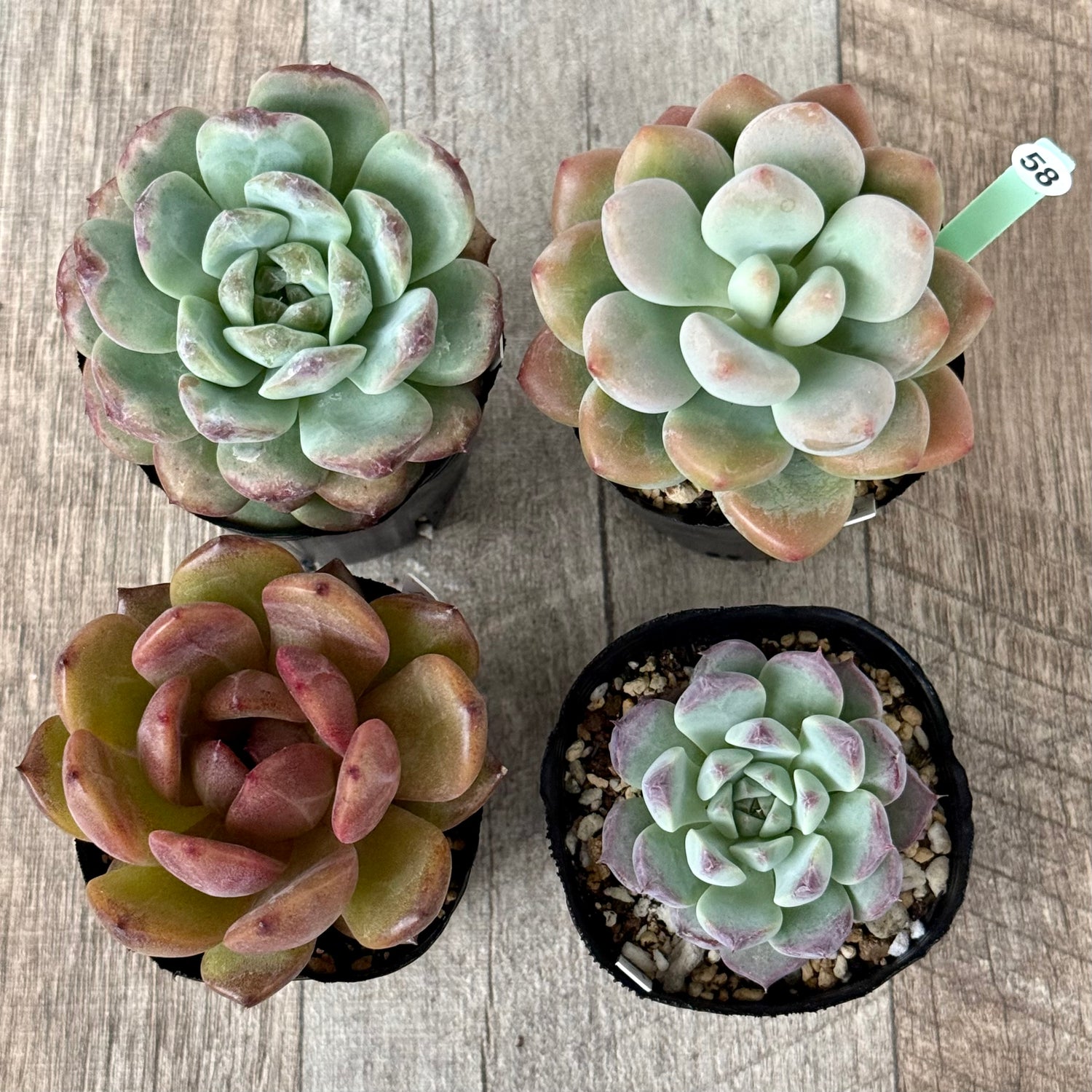 6-seedling set (Chanhee Farm) [Tawawa House seedlings]