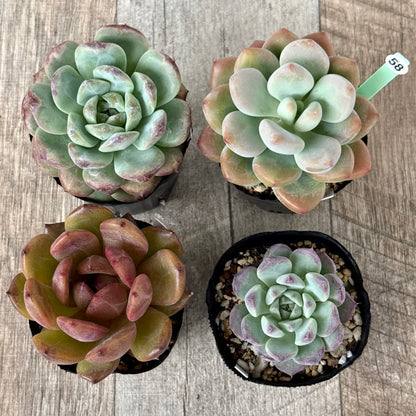 6-seedling set (Chanhee Farm) [Tawawa House seedlings]