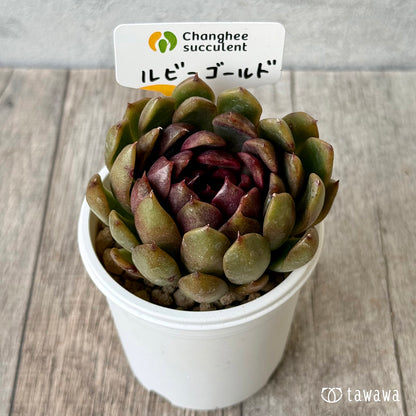 New Arrivals: Ice Green