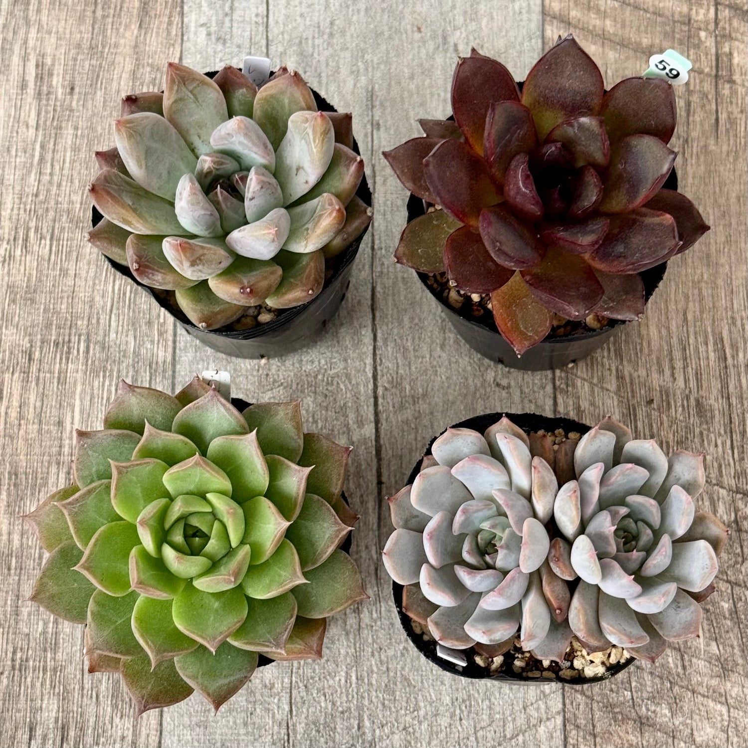 6-seedling set (Chanhee Farm) [Tawawa House seedlings]