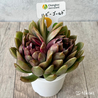 New Arrivals: Ice Green