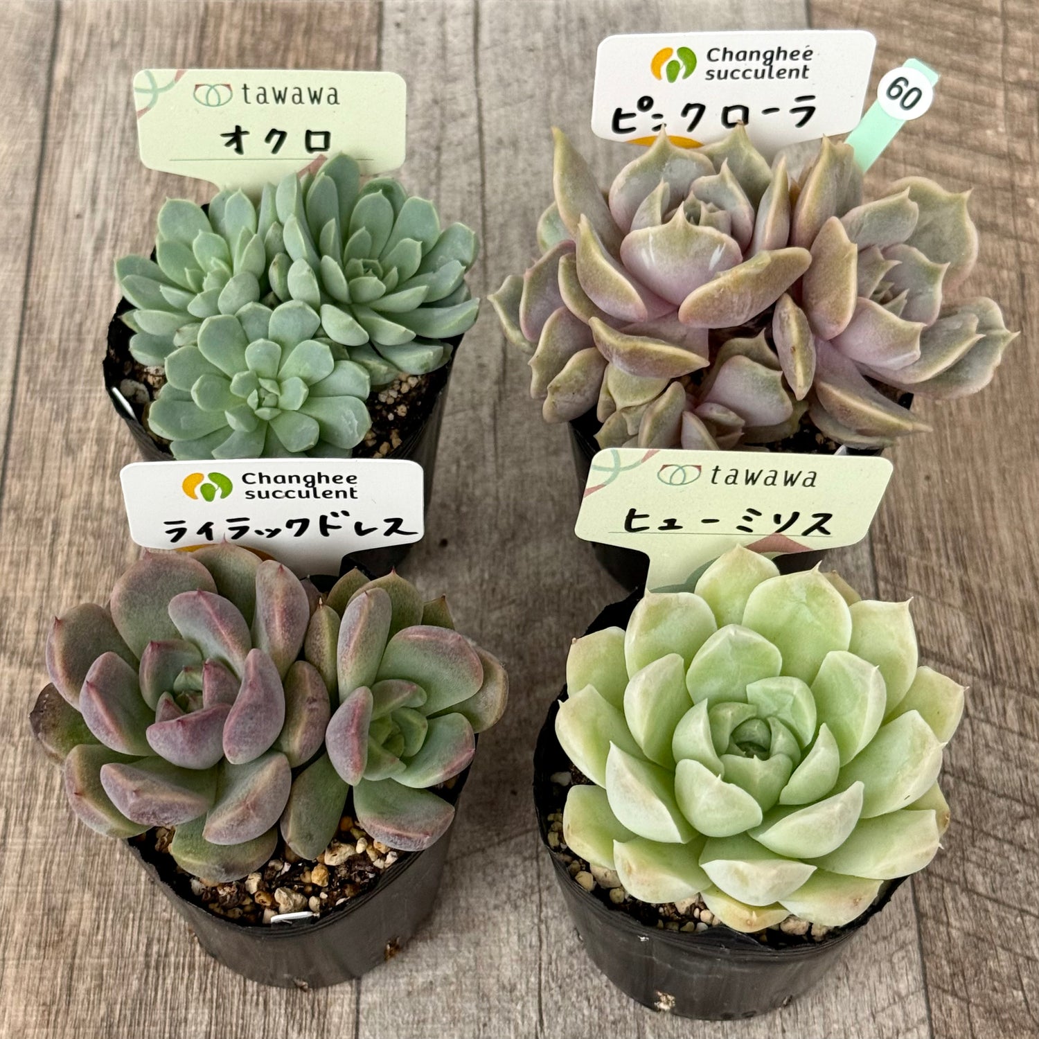 6-seedling set (Chanhee Farm) [Tawawa House seedlings]