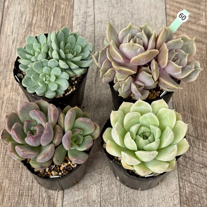 6-seedling set (Chanhee Farm) [Tawawa House seedlings]