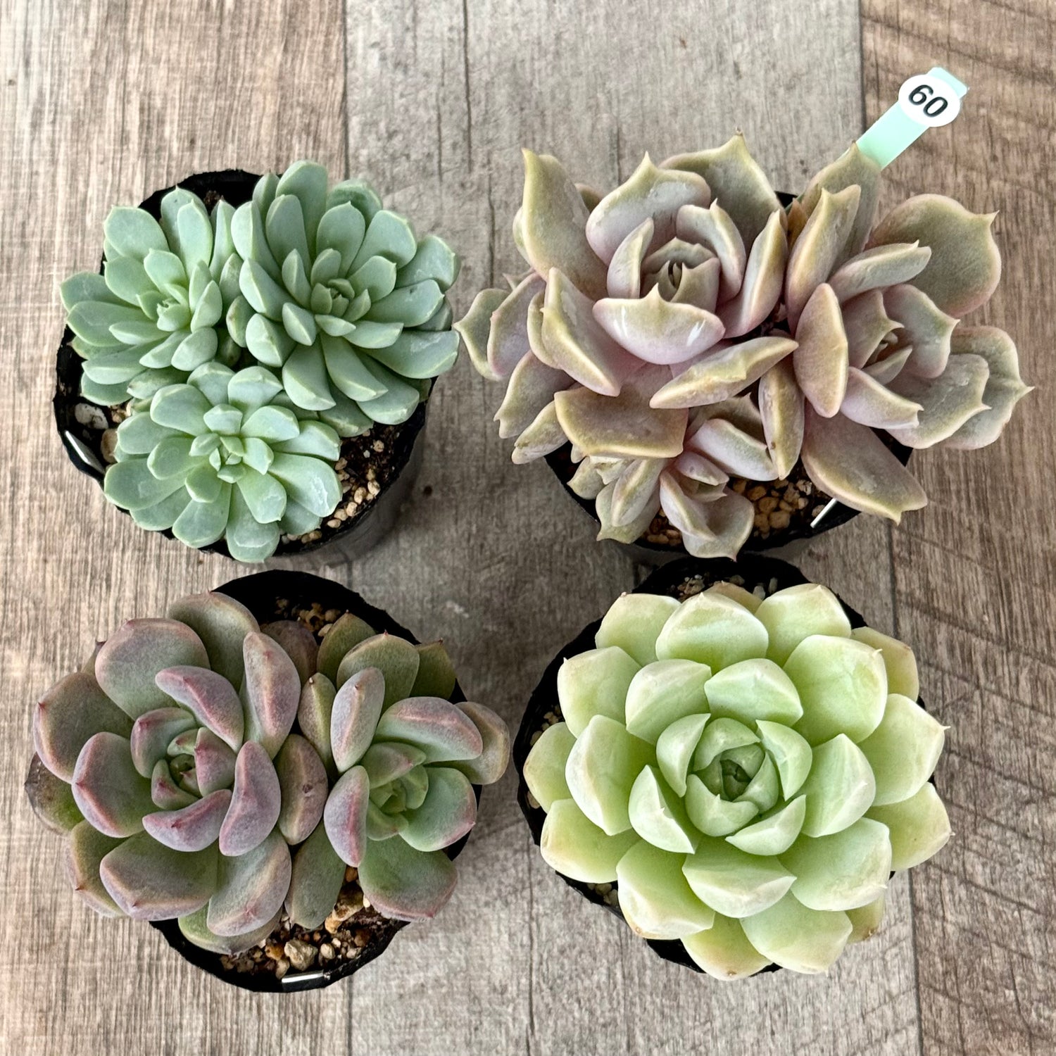 6-seedling set (Chanhee Farm) [Tawawa House seedlings]