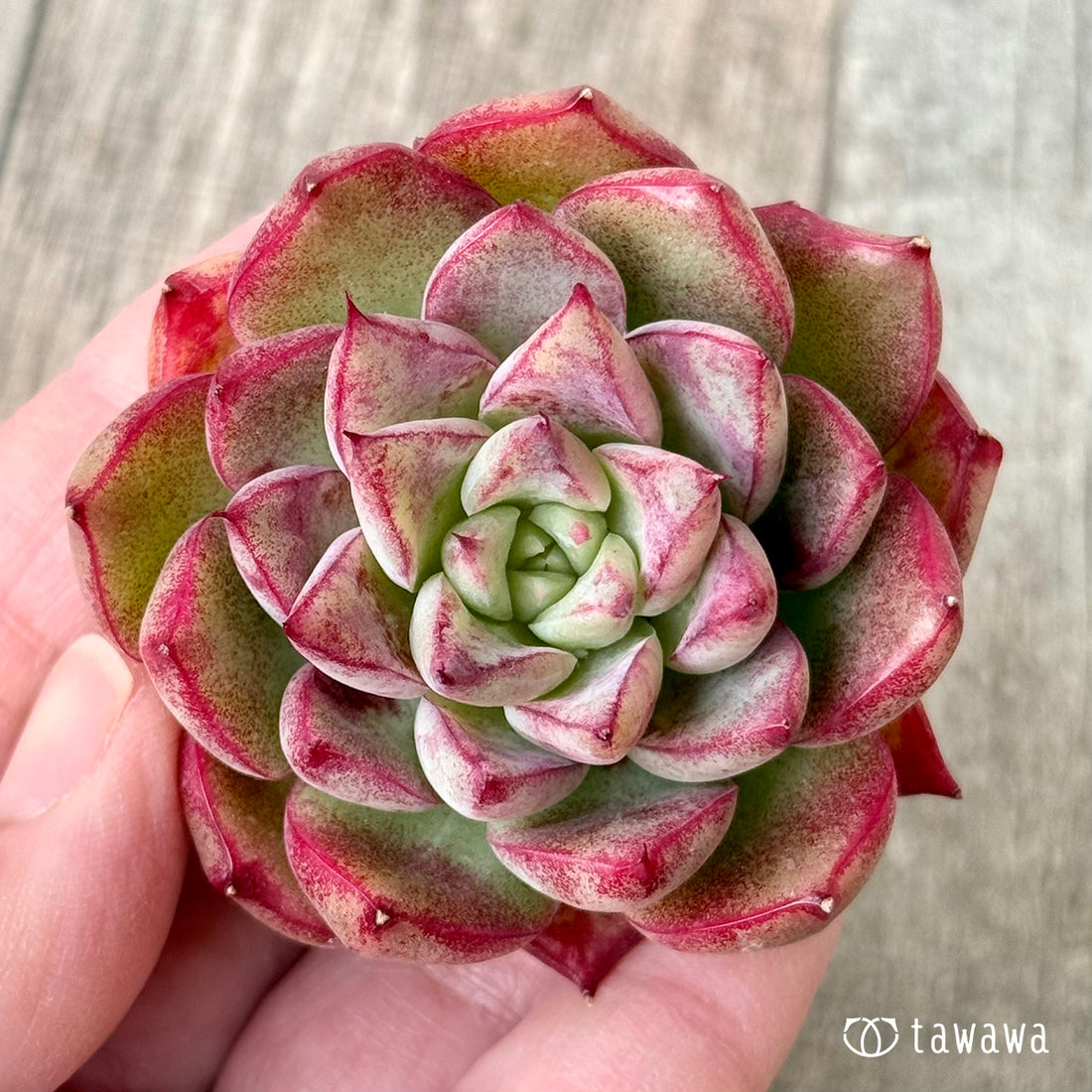 ＊新入荷＊　エーポップ（チャンヒー農園苗）