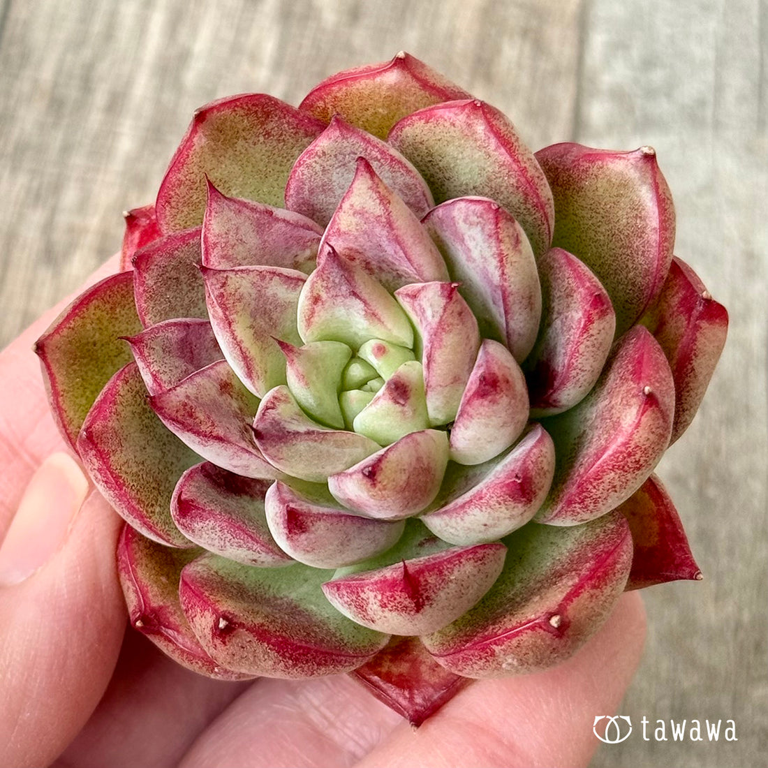 ＊新入荷＊　エーポップ（チャンヒー農園苗）