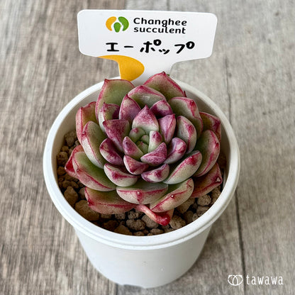 エーポップ（チャンヒー農園苗）