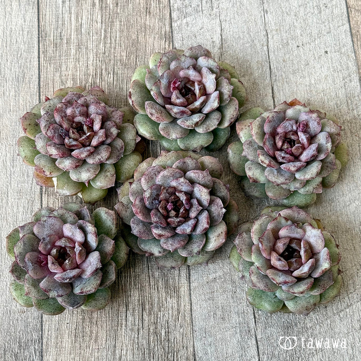 ノヴァブラスト（チャンヒー農園苗） – 多肉植物の通販・販売サイト tawawa
