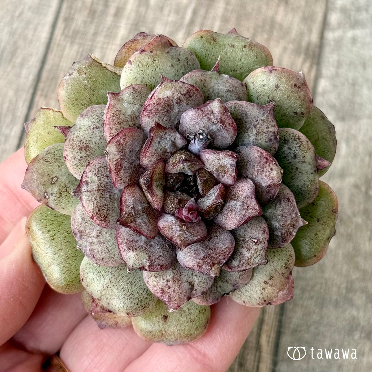 ノヴァブラスト（チャンヒー農園苗） – 多肉植物の通販・販売サイト tawawa