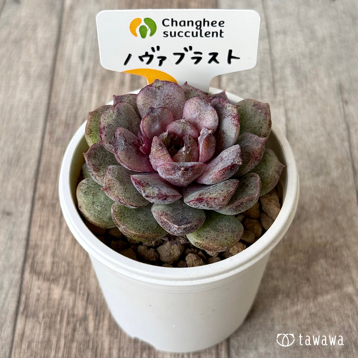 ノヴァブラスト（チャンヒー農園苗） – 多肉植物の通販・販売サイト tawawa