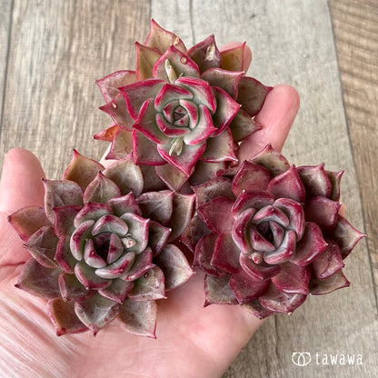 New Arrivals: Ice Green