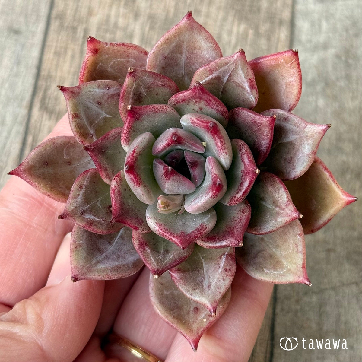 New Arrivals: Ice Green