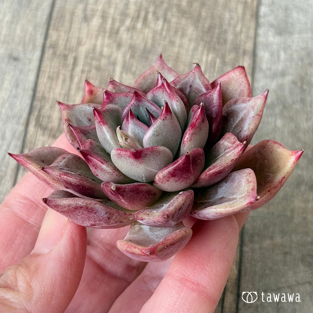 New Arrivals: Ice Green