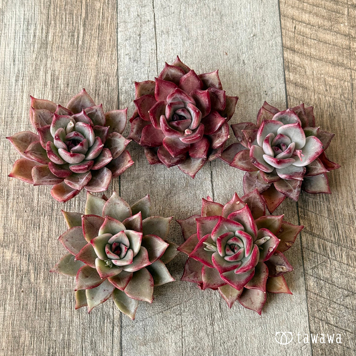 New Arrivals: Ice Green