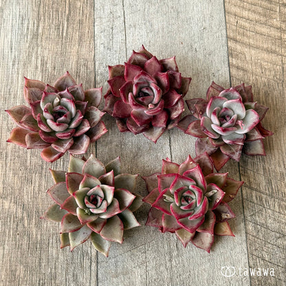 New Arrivals: Ice Green