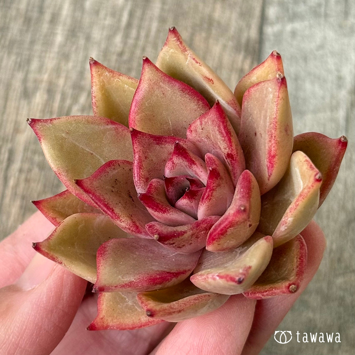 ルナ【２】（チャンヒー農園苗）