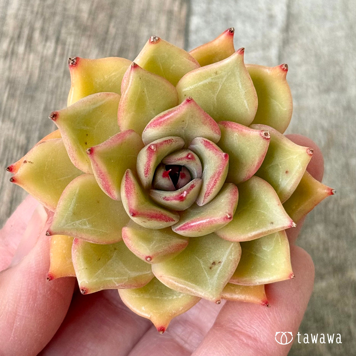 New Arrivals: Ice Green