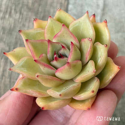 New Arrivals: Ice Green