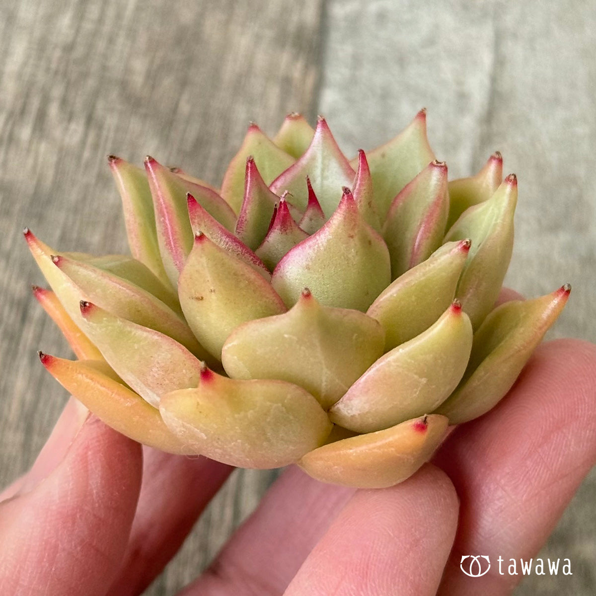 New Arrivals: Ice Green