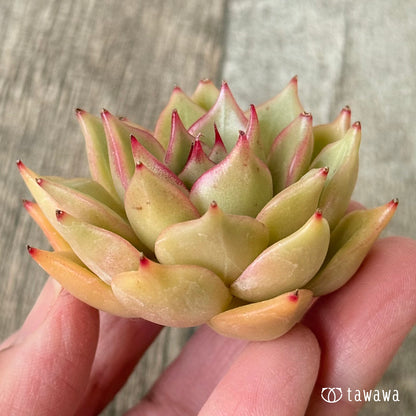 New Arrivals: Ice Green