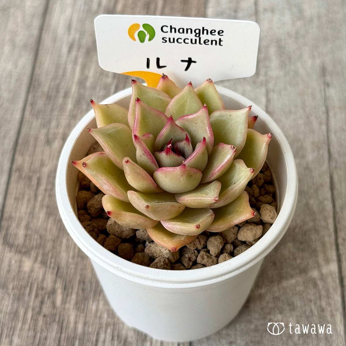 New Arrivals: Ice Green