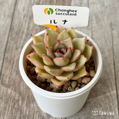 New Arrivals: Ice Green