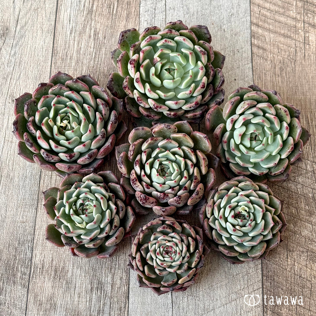 サラヒメ×チワワエンシスsp（チャンヒー農園苗）