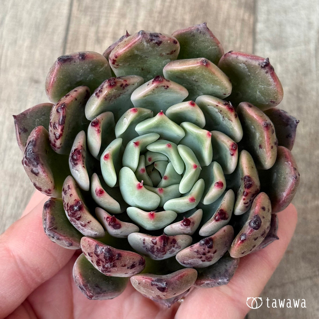 サラヒメ×チワワエンシスsp（チャンヒー農園苗）