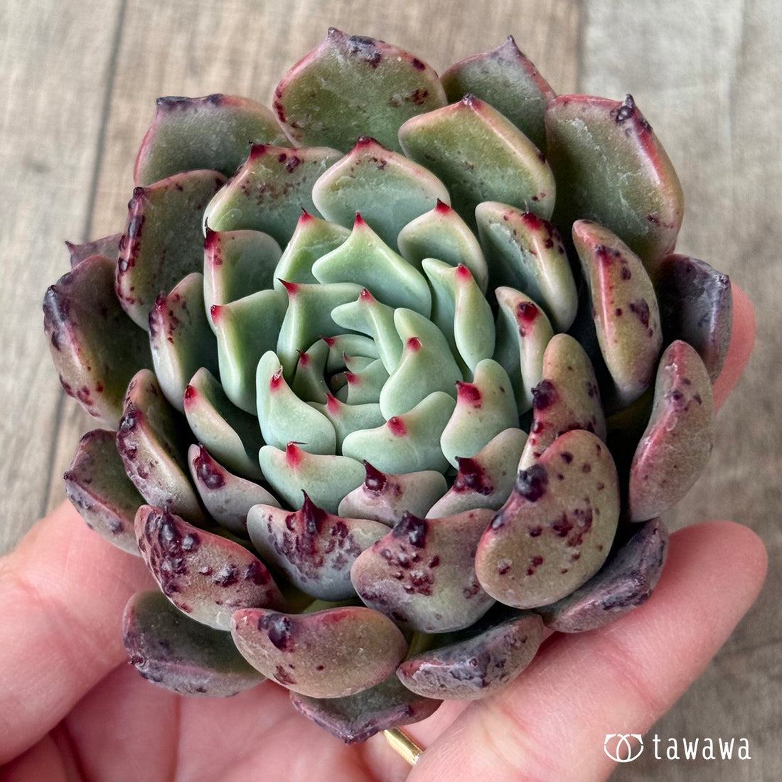 サラヒメ×チワワエンシスsp（チャンヒー農園苗）