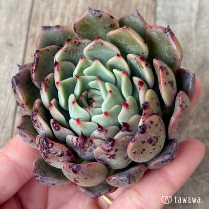 サラヒメ×チワワエンシスsp（チャンヒー農園苗）