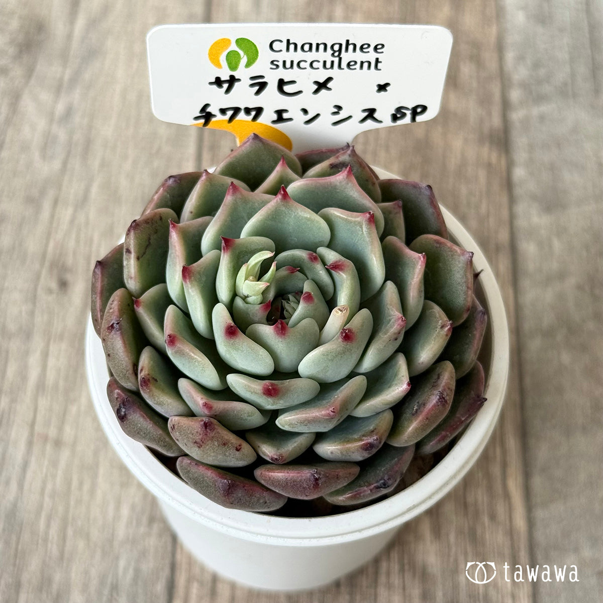 サラヒメ×チワワエンシスsp（チャンヒー農園苗）