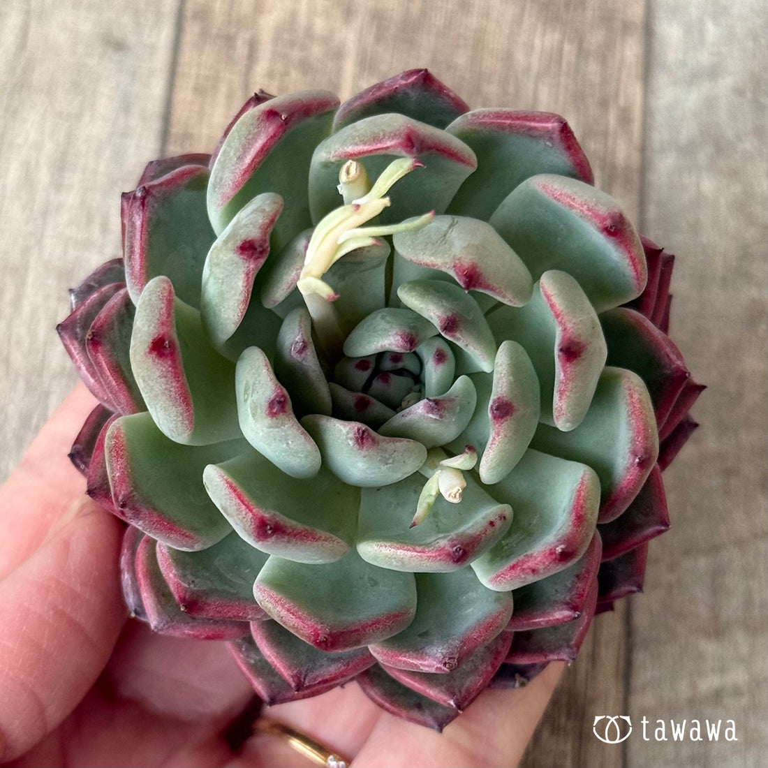 レッドクラウン【１】（チャンヒー農園苗）