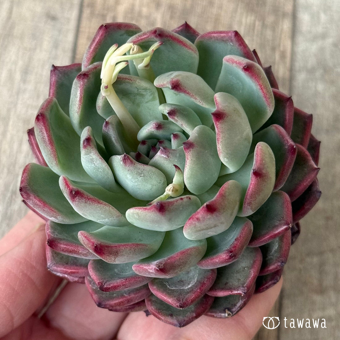 レッドクラウン【１】（チャンヒー農園苗）