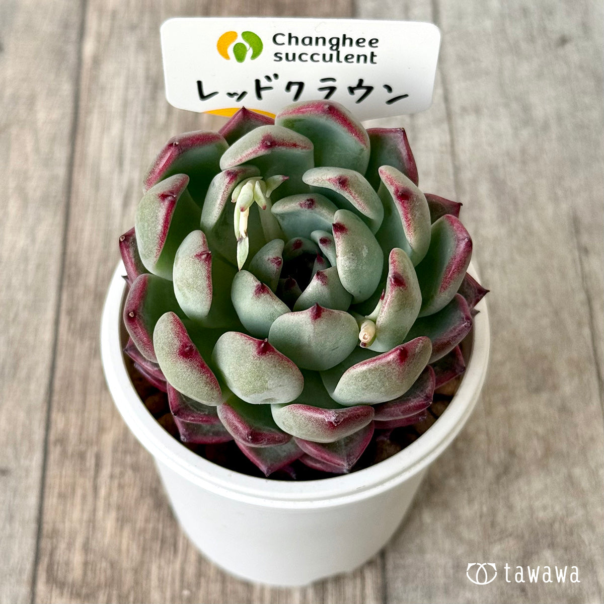 レッドクラウン【１】（チャンヒー農園苗）