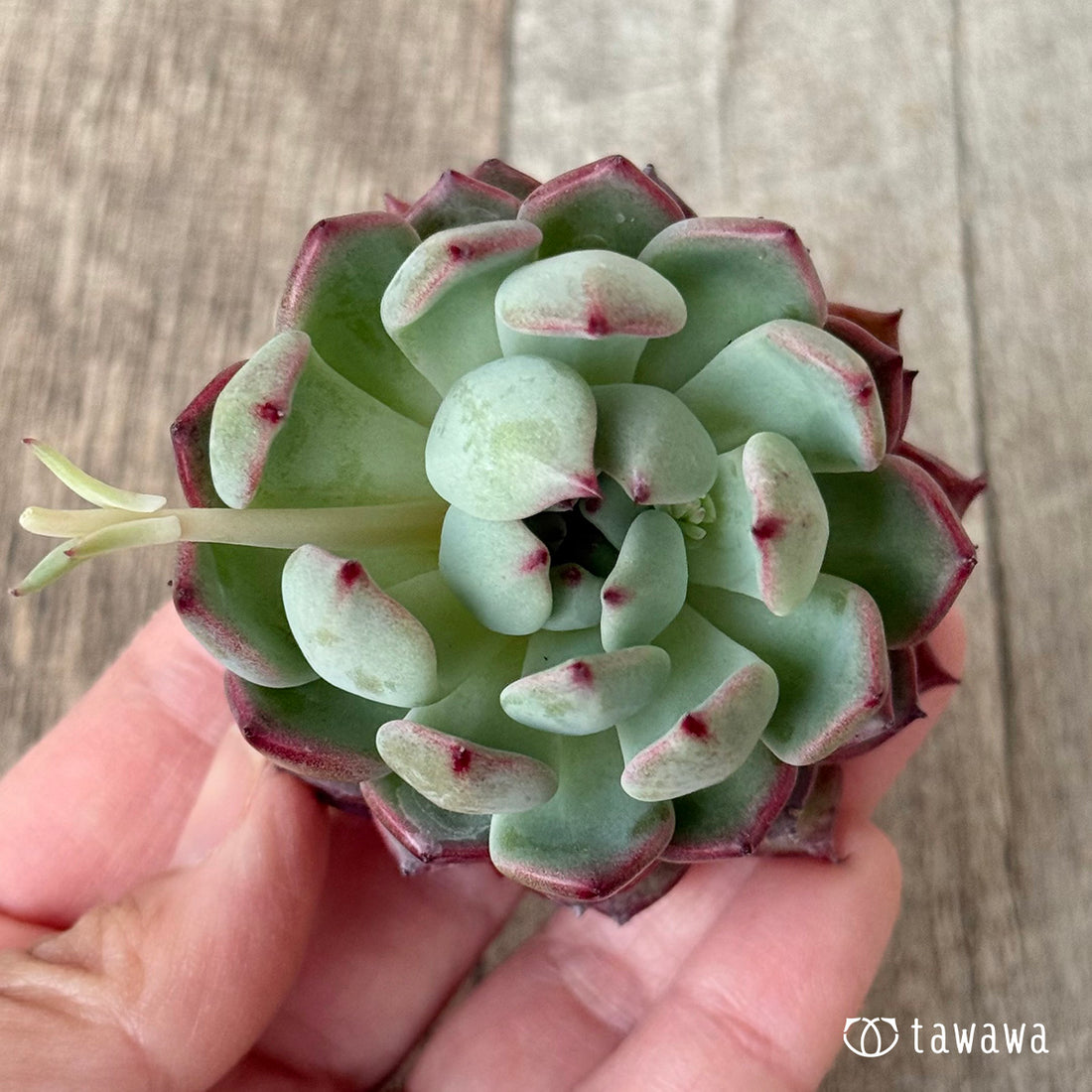 New Arrivals: Ice Green