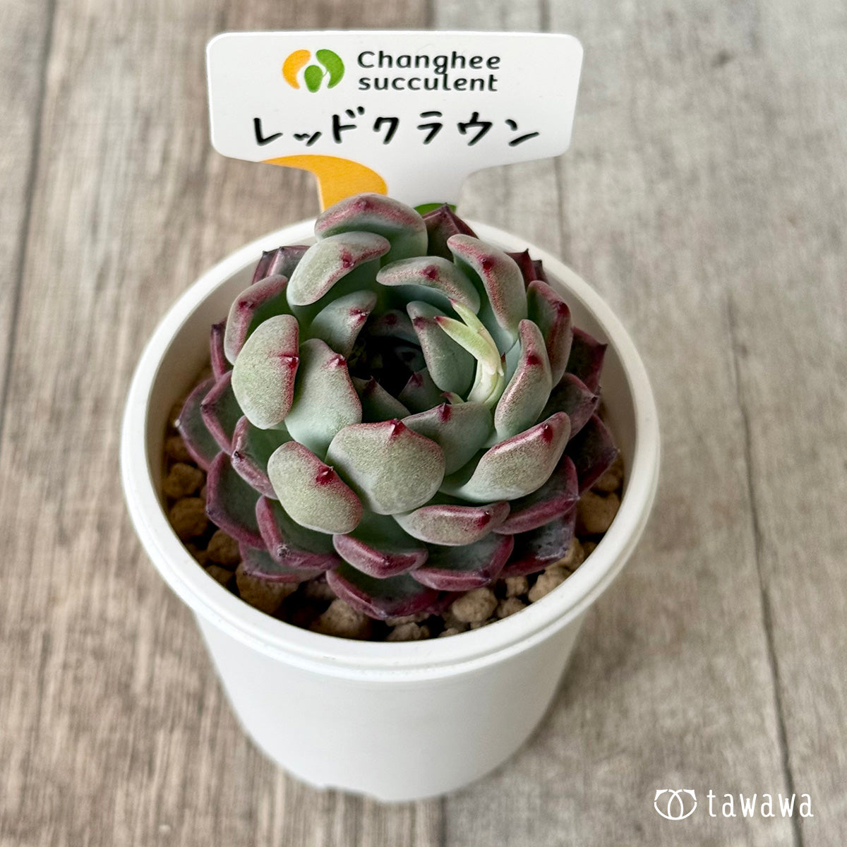 レッドクラウン【２】（チャンヒー農園苗）