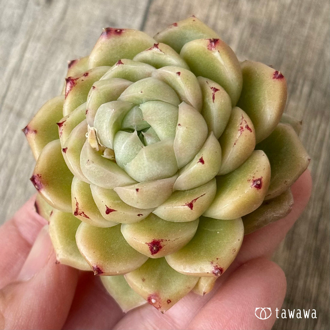 New Arrivals: Ice Green