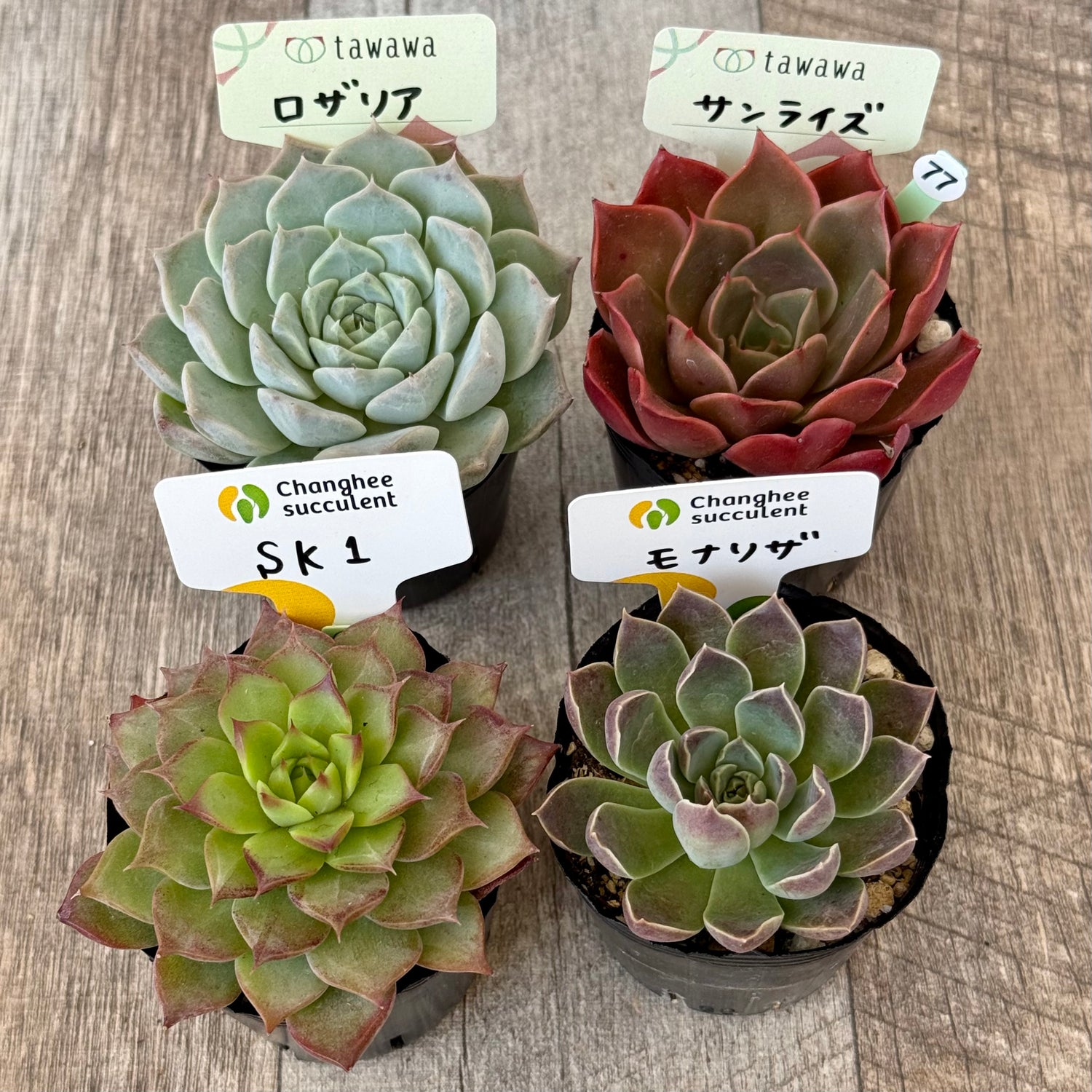 《 077 》4苗セット【tawawaハウス苗】