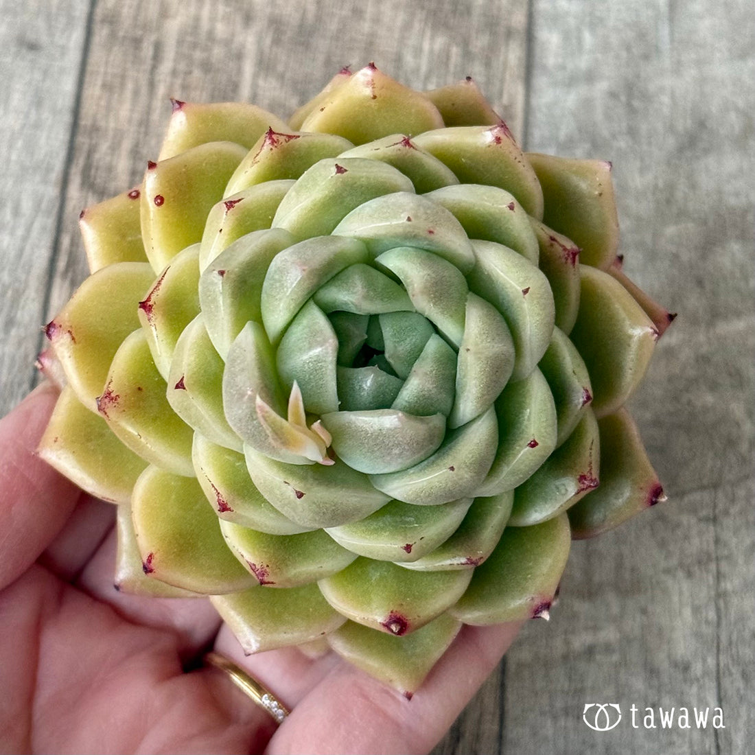 New Arrivals: Ice Green