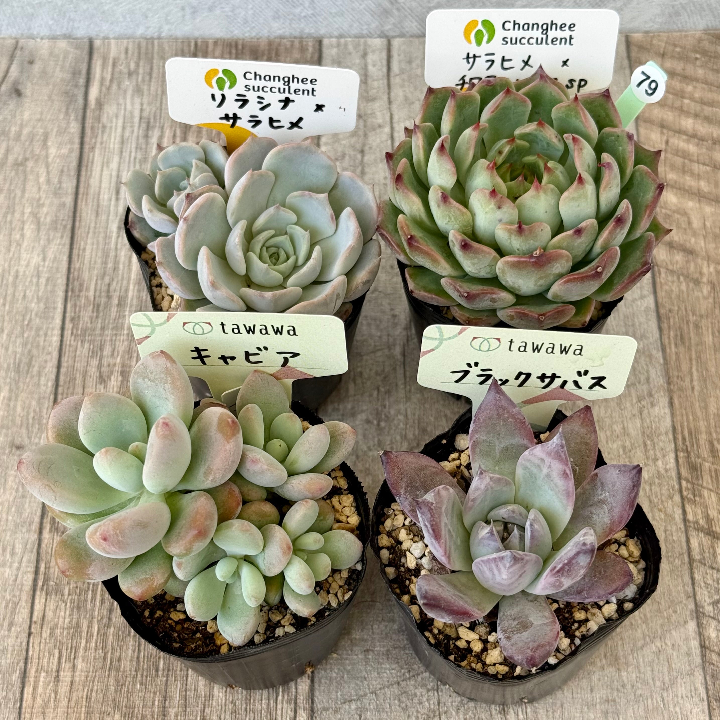 《 079 》4苗セット【tawawaハウス苗】