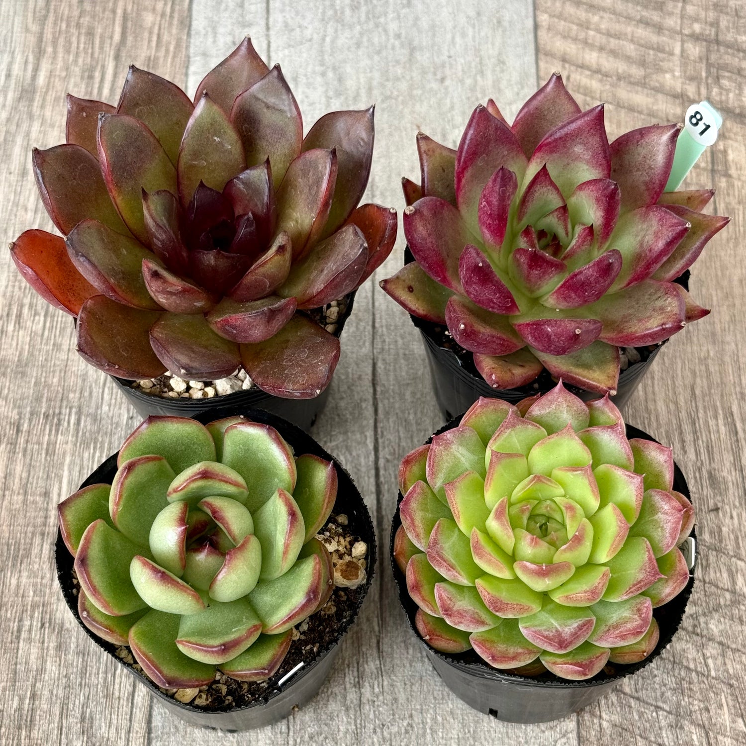 《 081 》4苗セット【tawawaハウス苗】
