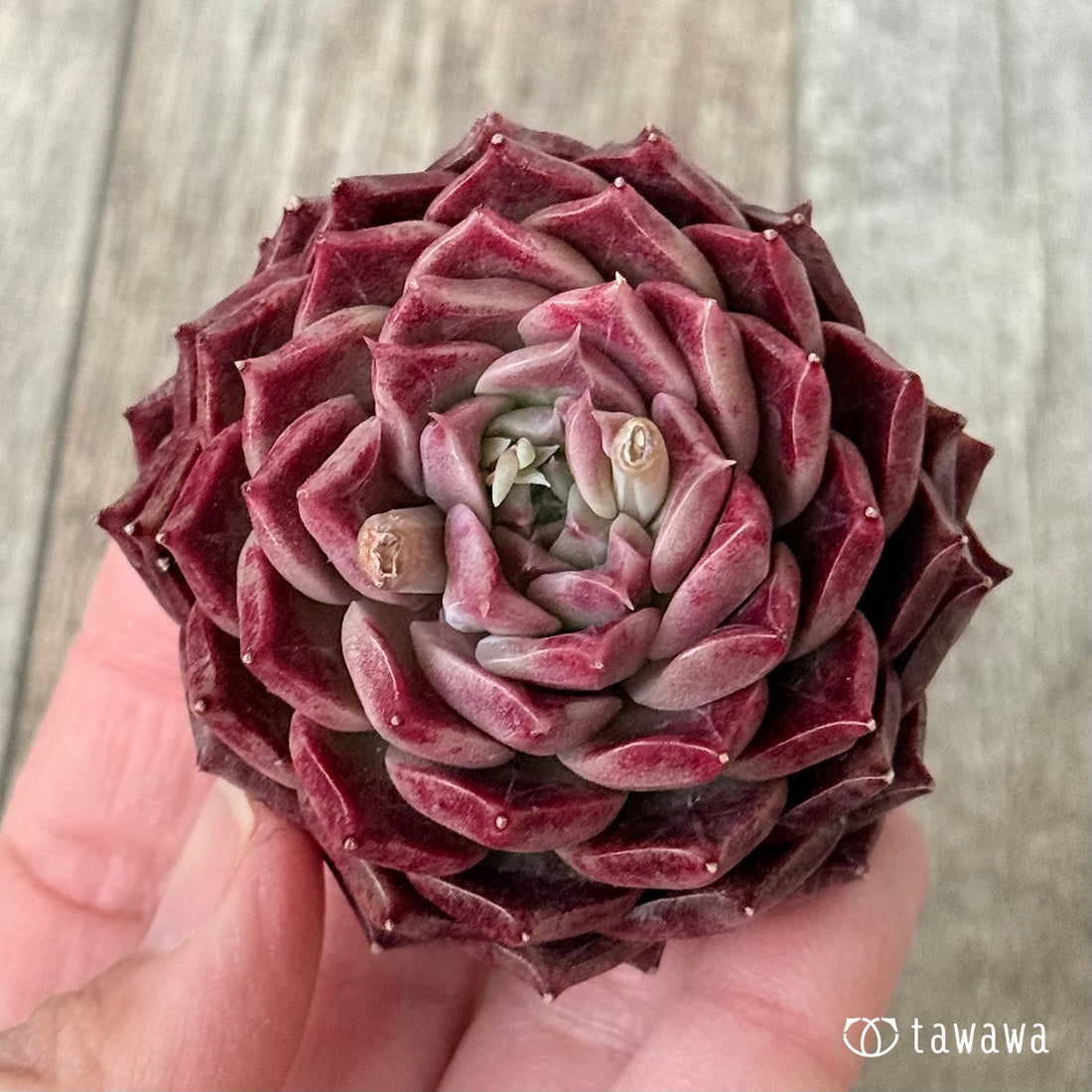 New Arrivals: Ice Green