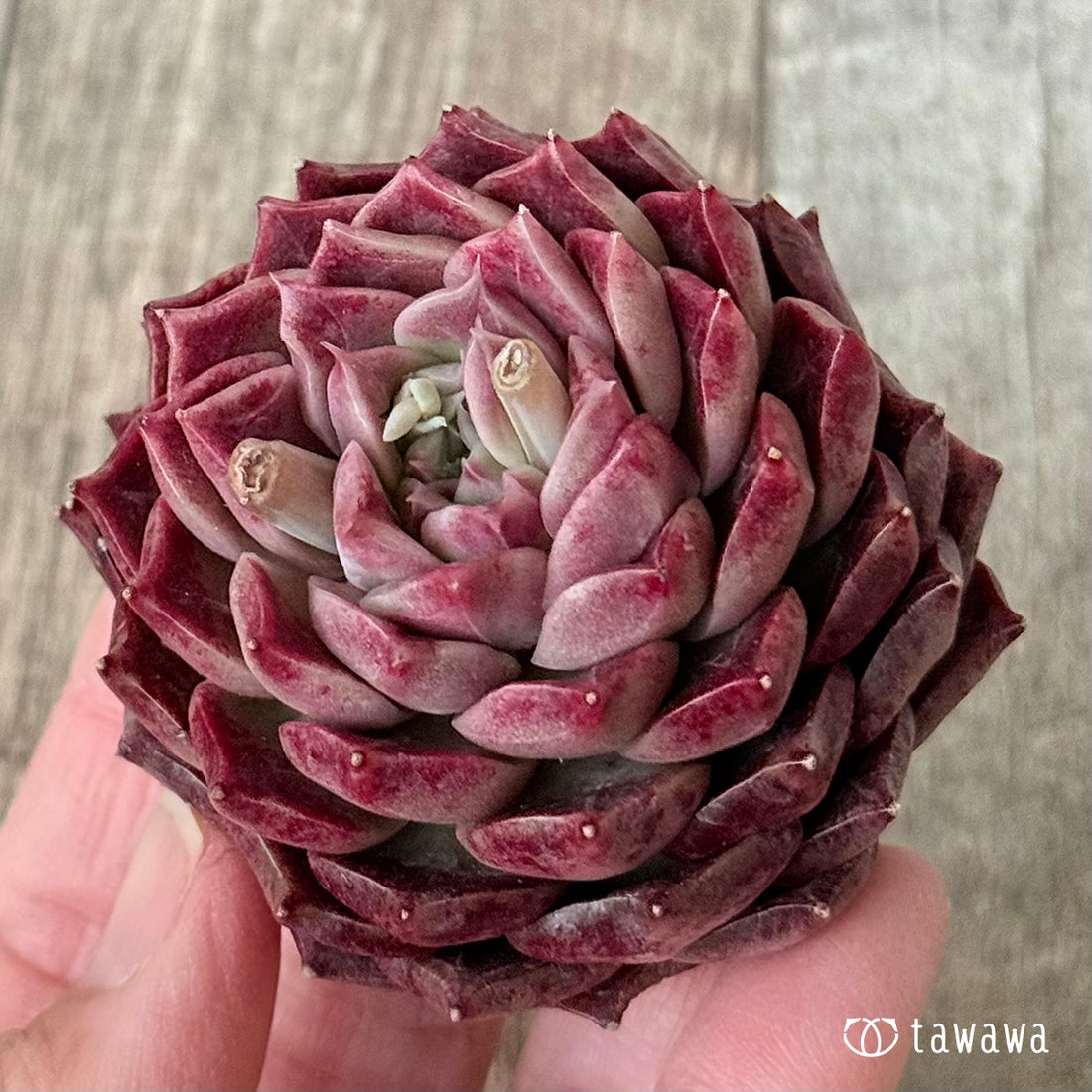 New Arrivals: Ice Green