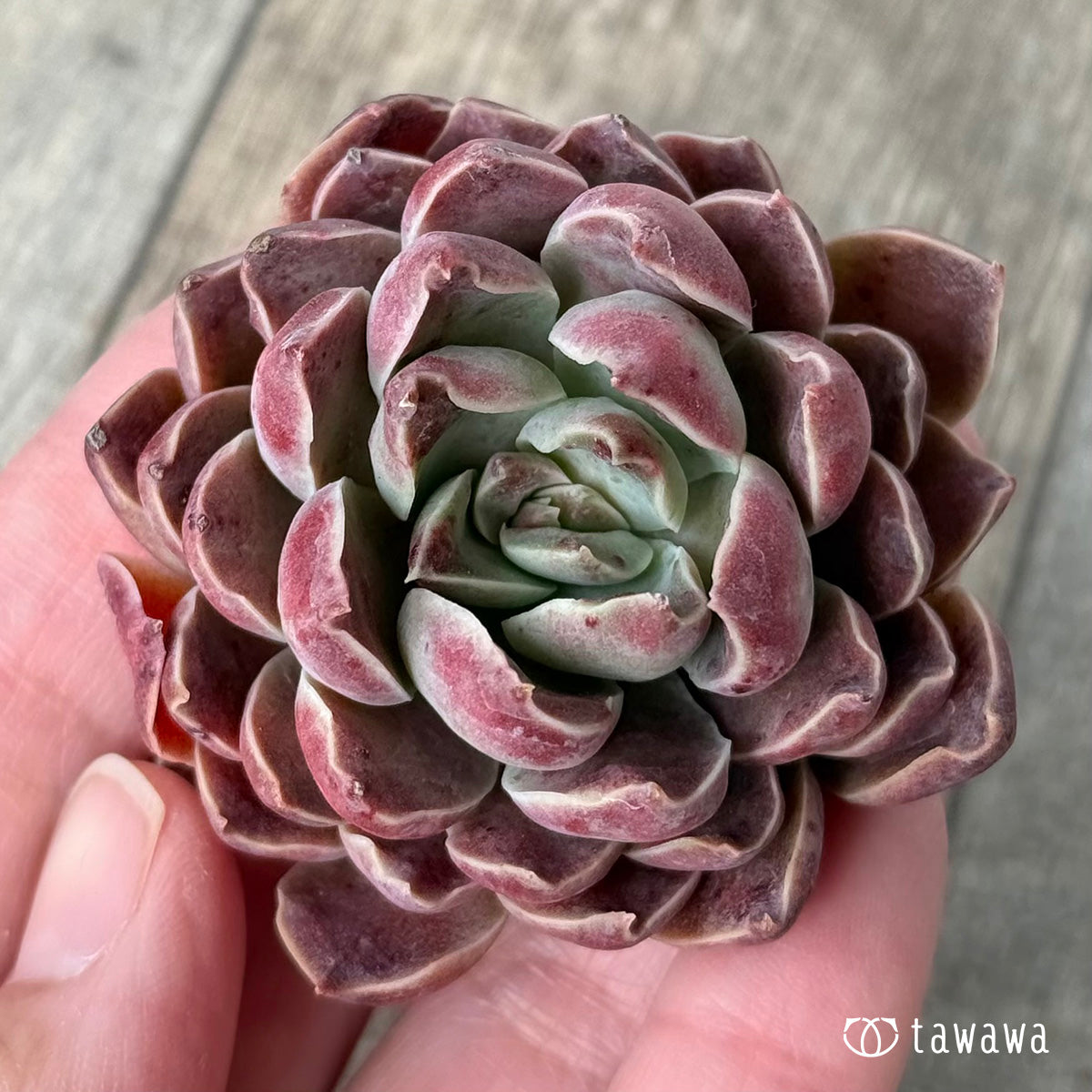 チャンヒー農場◎ルナ◎多肉植物 カット苗 輸入苗 エケベリア等 モナリザ（チャンヒー農園苗） – 多肉植物の通販・販売サイト tawawa