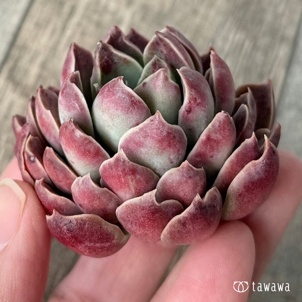 モナリザ（チャンヒー農園苗） – 多肉植物の通販・販売サイト tawawa