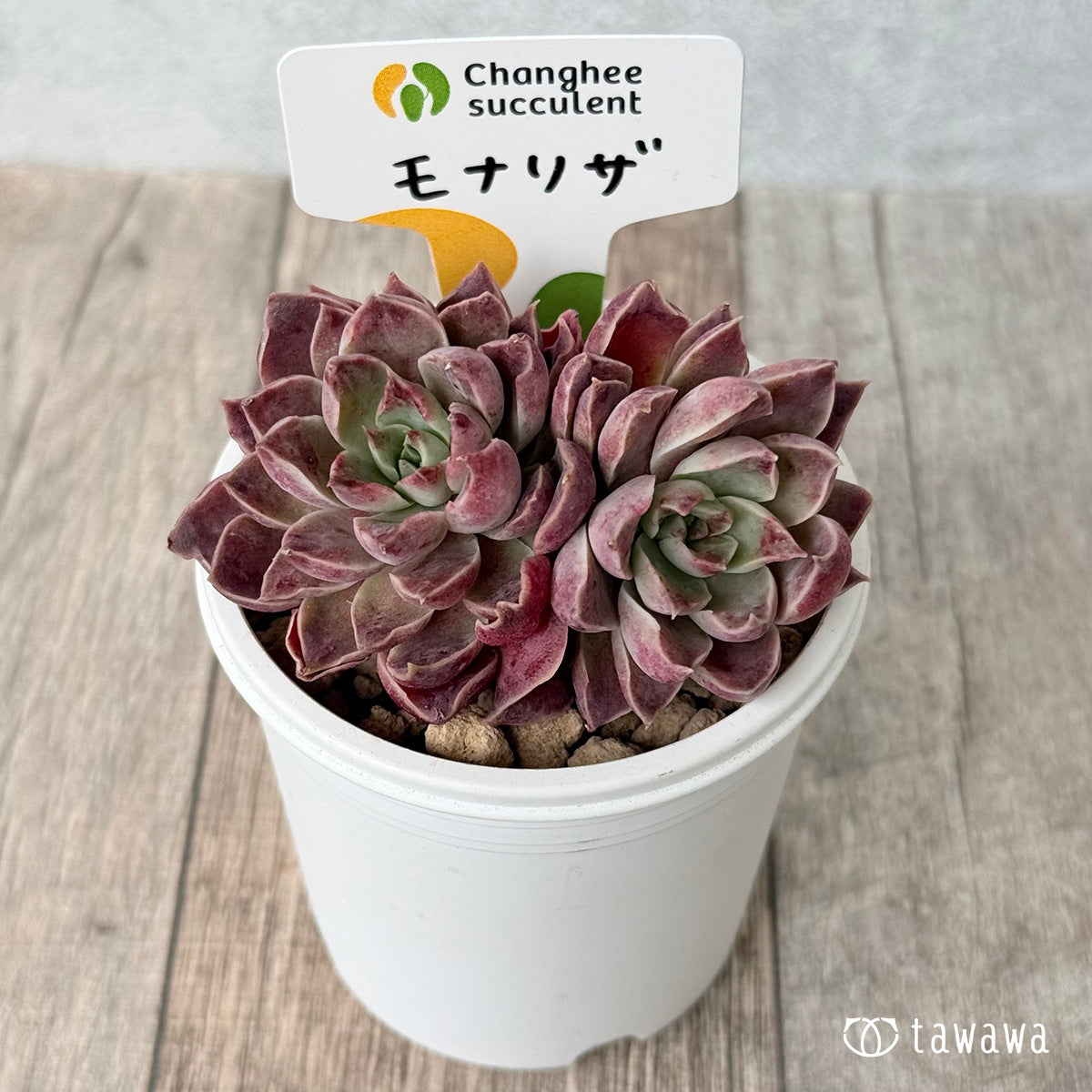 モナリザ（チャンヒー農園苗） – 多肉植物の通販・販売サイト tawawa