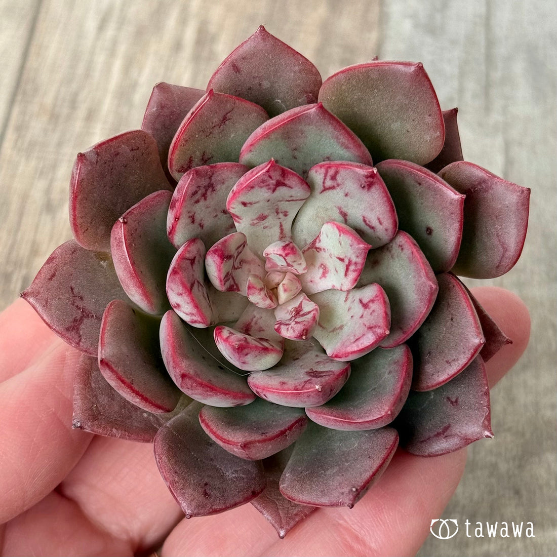 New Arrivals: Ice Green