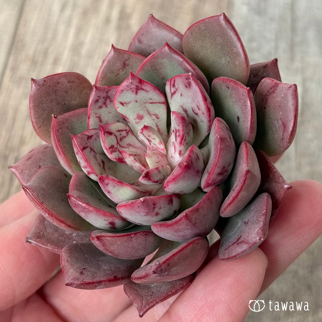 New Arrivals: Ice Green