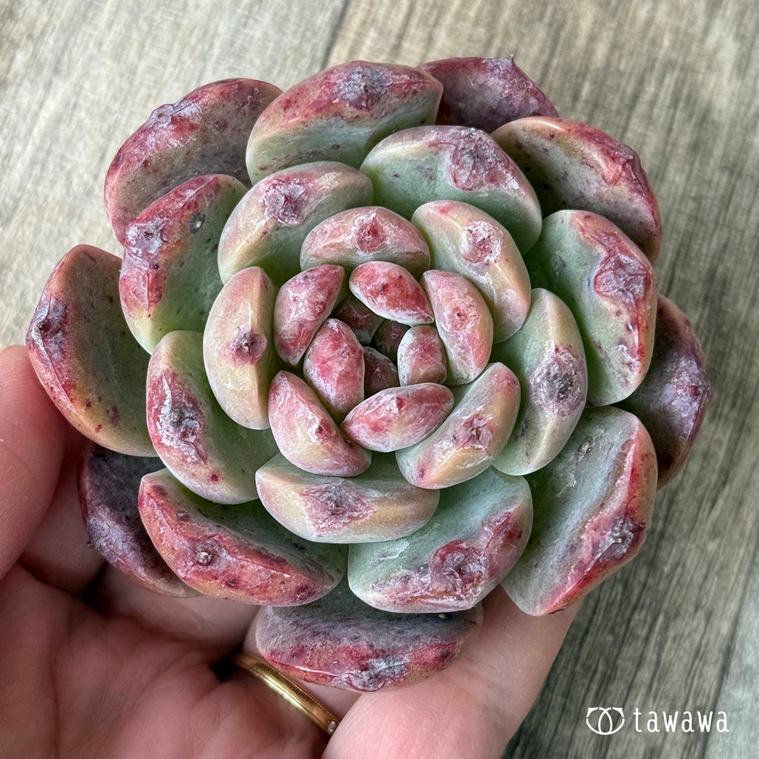 ロトゥンダ（チャンヒー農園苗）
